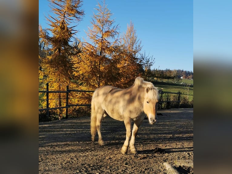 Koń fiordzki Wałach 12 lat 147 cm Bułana in Stockach