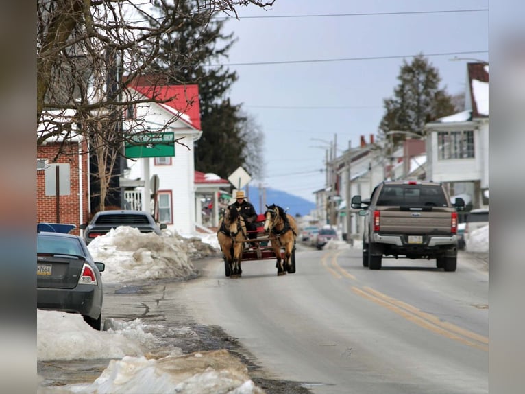 Koń fiordzki Mix Wałach 13 lat 137 cm Jelenia in Rebersburg
