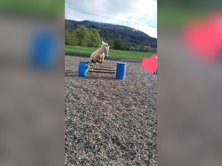 Koń fiordzki Wałach 13 lat 144 cm in D&#xFC;rnau