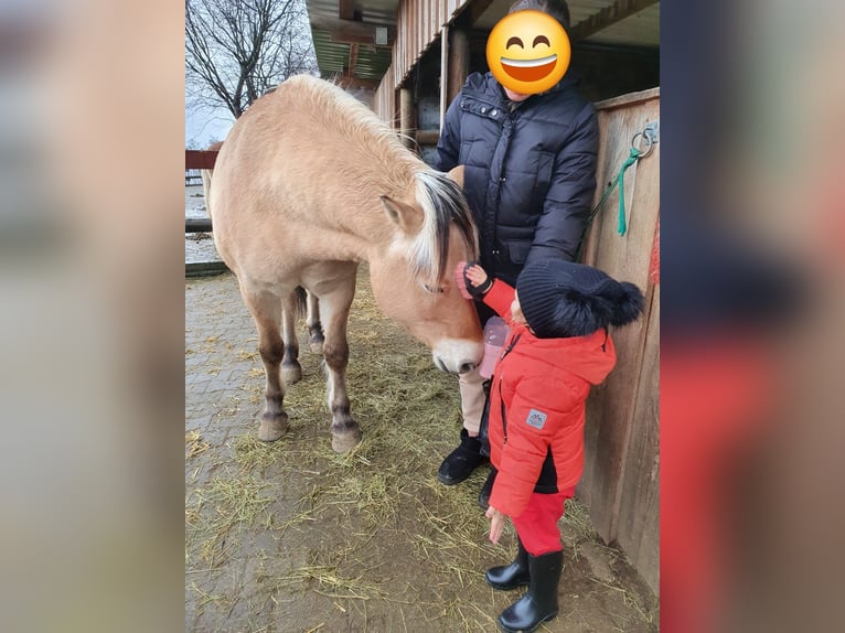 Koń fiordzki Wałach 13 lat 144 cm in D&#xFC;rnau