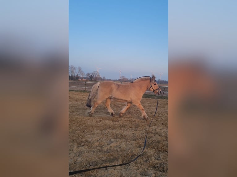 Koń fiordzki Wałach 14 lat 142 cm Bułana in Bramsche