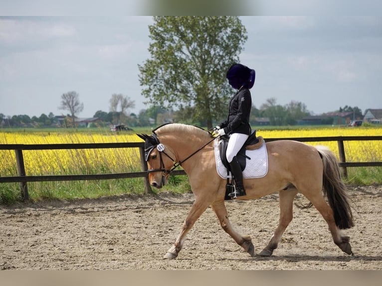 Koń fiordzki Wałach 14 lat 146 cm Bułana in Pinneberg