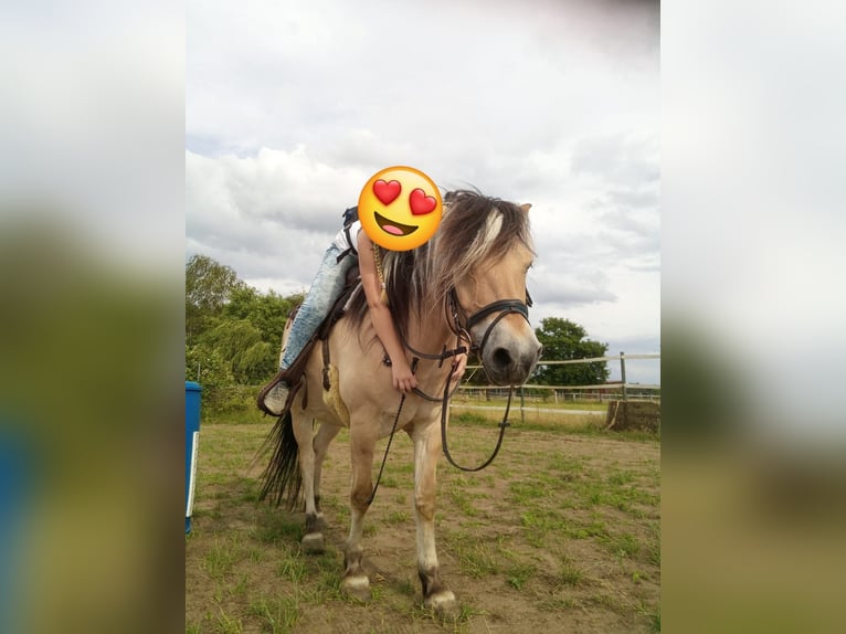Koń fiordzki Wałach 14 lat 151 cm Bułana in Rahden