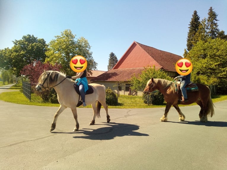 Koń fiordzki Wałach 14 lat 151 cm Bułana in Rahden