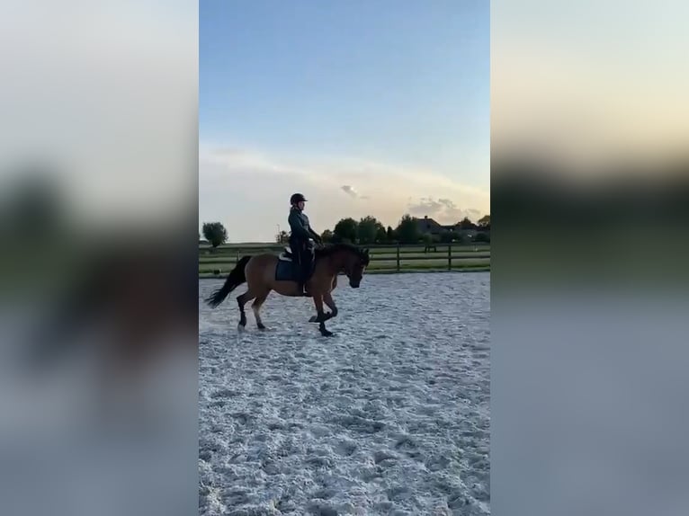 Koń fiordzki Mix Wałach 14 lat 153 cm  in Maastricht