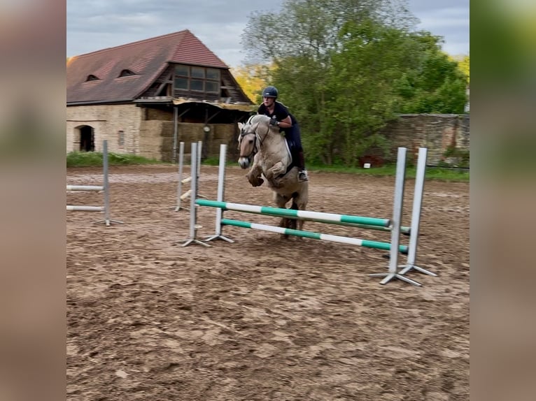 Koń fiordzki Wałach 16 lat 146 cm Bułana in Hettstedt