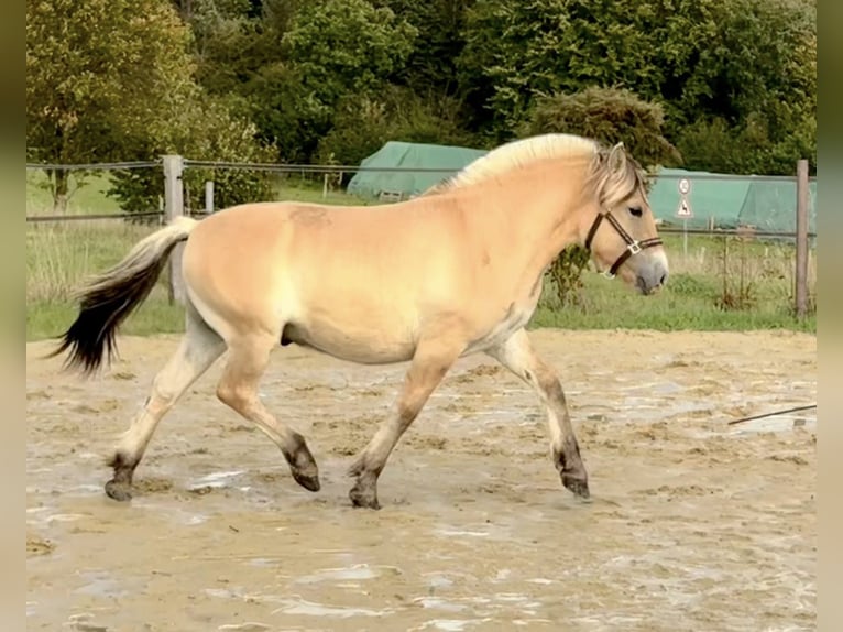 Koń fiordzki Wałach 1 Rok 147 cm Bułana in Remscheid