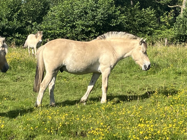 Koń fiordzki Wałach 1 Rok 149 cm Bułana in Oud Ootmarsum