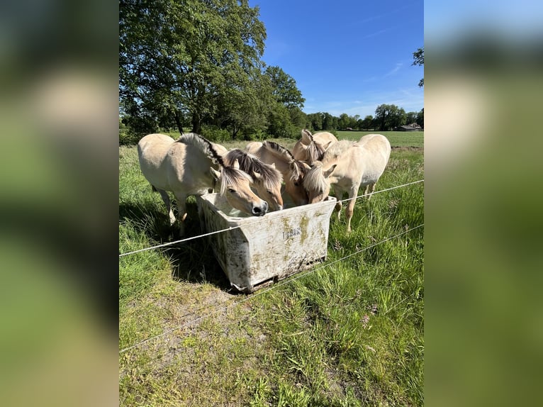 Koń fiordzki Wałach 1 Rok 149 cm Bułana in Oud Ootmarsum
