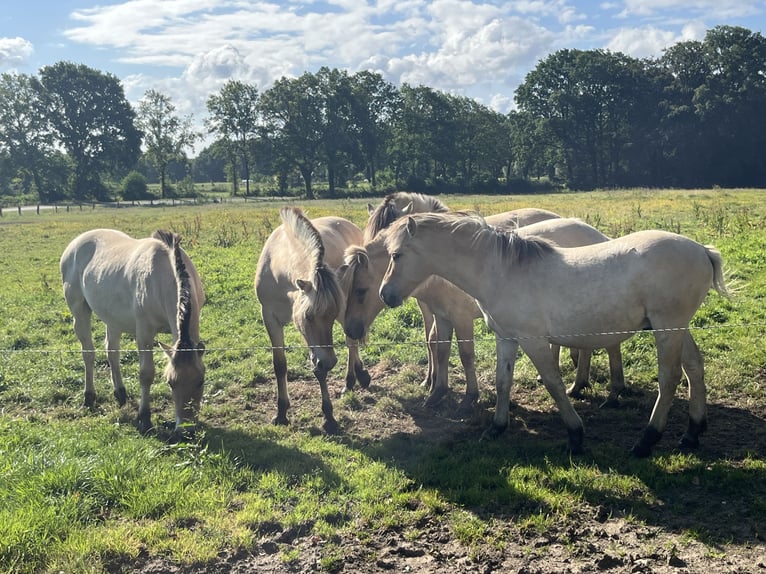 Koń fiordzki Wałach 1 Rok 149 cm Bułana in Oud Ootmarsum