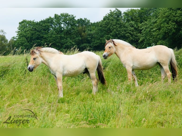 Koń fiordzki Wałach 1 Rok 150 cm Bułana in Remscheid