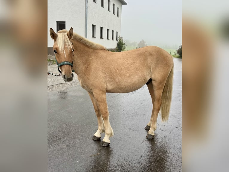 Koń fiordzki Wałach 2 lat 130 cm Kasztanowata in Pelmberg