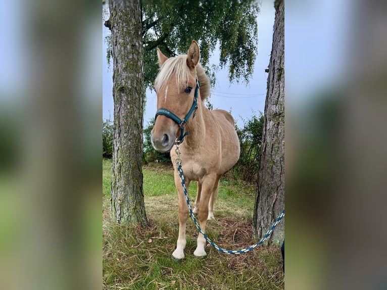 Koń fiordzki Wałach 2 lat 130 cm Kasztanowata in Pelmberg