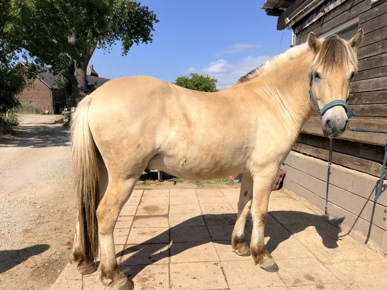 Koń fiordzki Wałach 2 lat 148 cm Bułana in MechernichMechernich