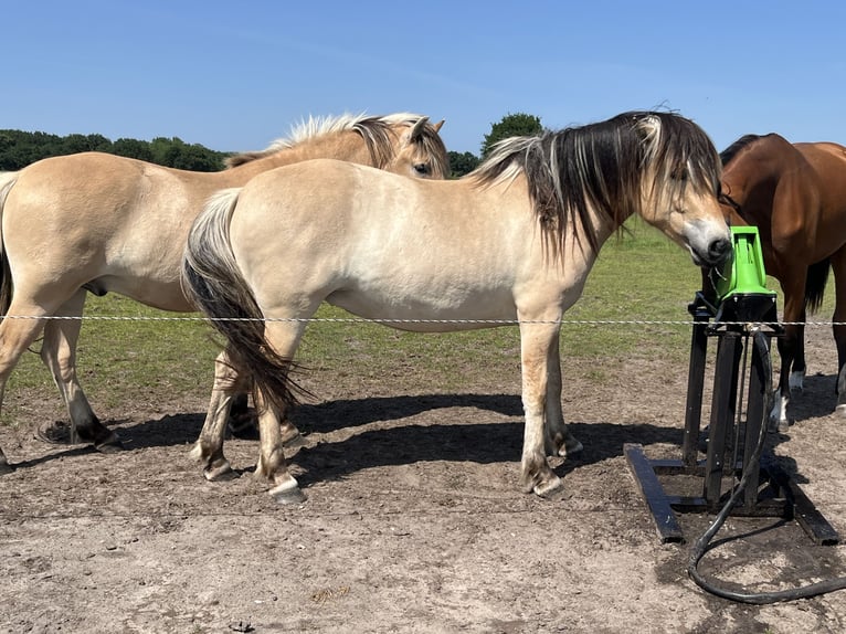 Koń fiordzki Wałach 2 lat 149 cm Bułana in Oud Ootmarsum