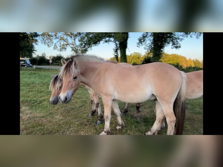 Koń fiordzki Wałach 2 lat 149 cm Bułana in Oud Ootmarsum