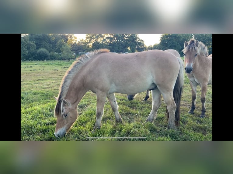 Koń fiordzki Wałach 2 lat 149 cm Bułana in Oud Ootmarsum