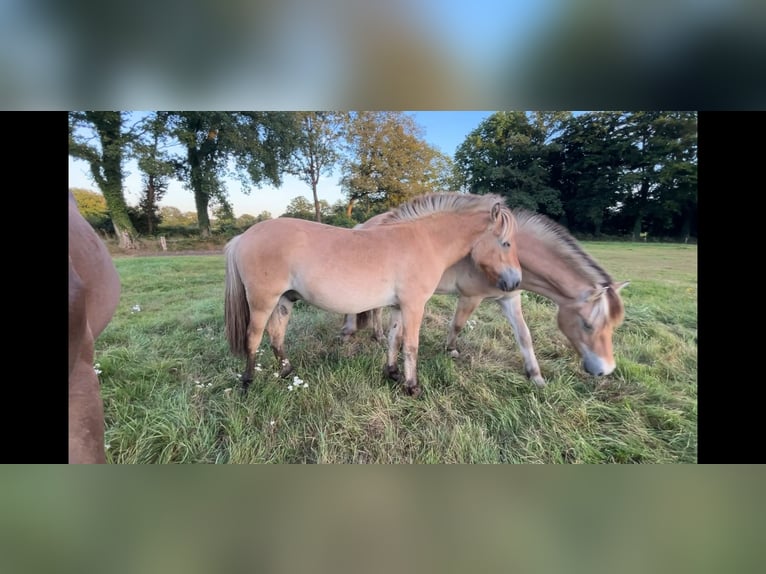 Koń fiordzki Wałach 2 lat 149 cm Bułana in Oud Ootmarsum