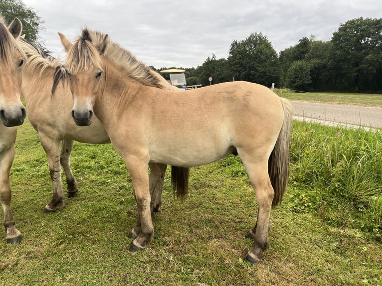 Koń fiordzki Wałach 2 lat 149 cm Bułana in Oud Ootmarsum