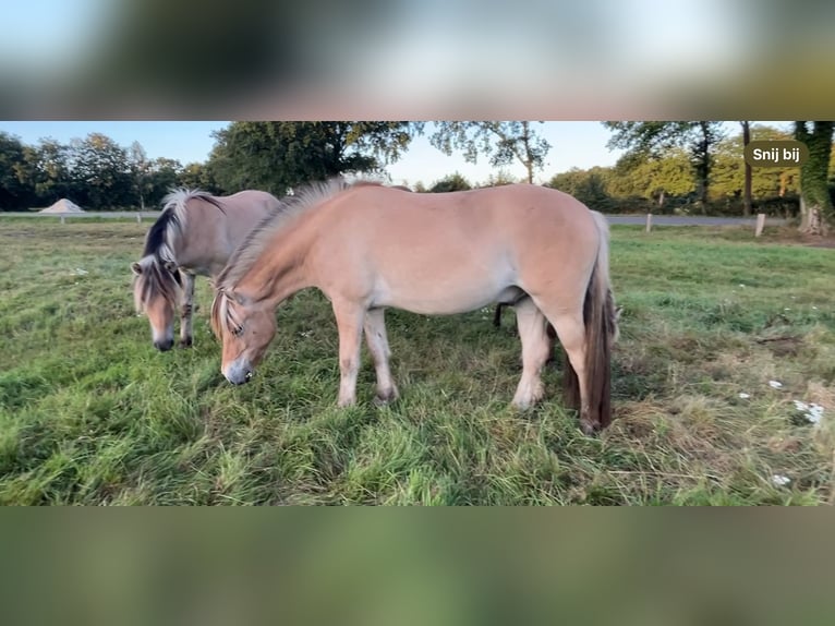 Koń fiordzki Wałach 2 lat 149 cm Bułana in Oud Ootmarsum