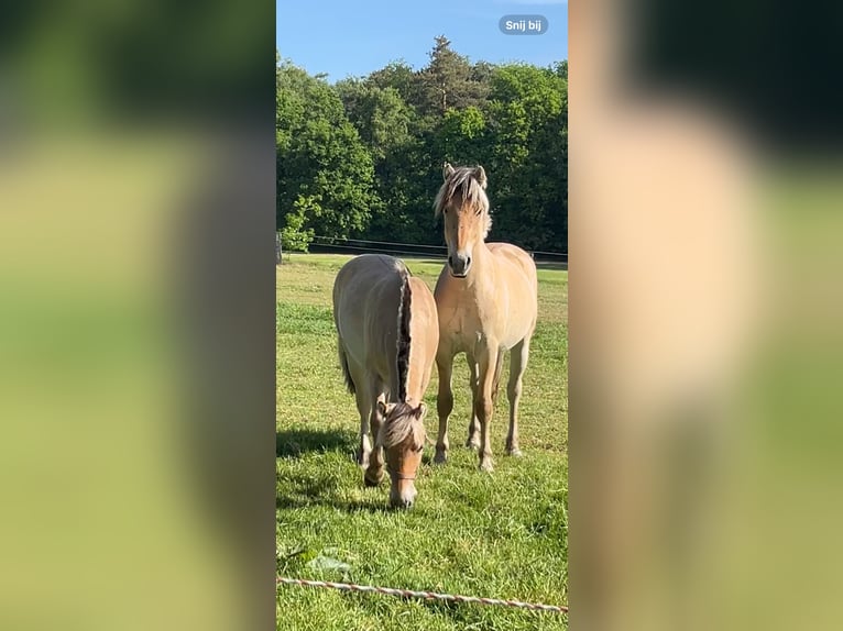 Koń fiordzki Wałach 2 lat 149 cm Bułana in Oud Ootmarsum