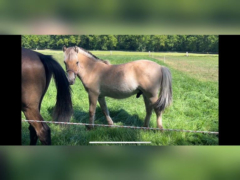 Koń fiordzki Wałach 2 lat 149 cm Bułana in Oud Ootmarsum