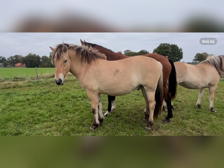 Koń fiordzki Wałach 2 lat 150 cm Bułana in Oud Ootmarsum