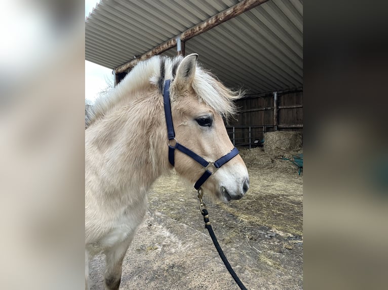 Koń fiordzki Wałach 2 lat Bułana in Lautertal
