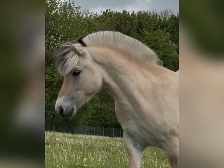 Koń fiordzki Wałach 2 lat Bułana in Ulsnis