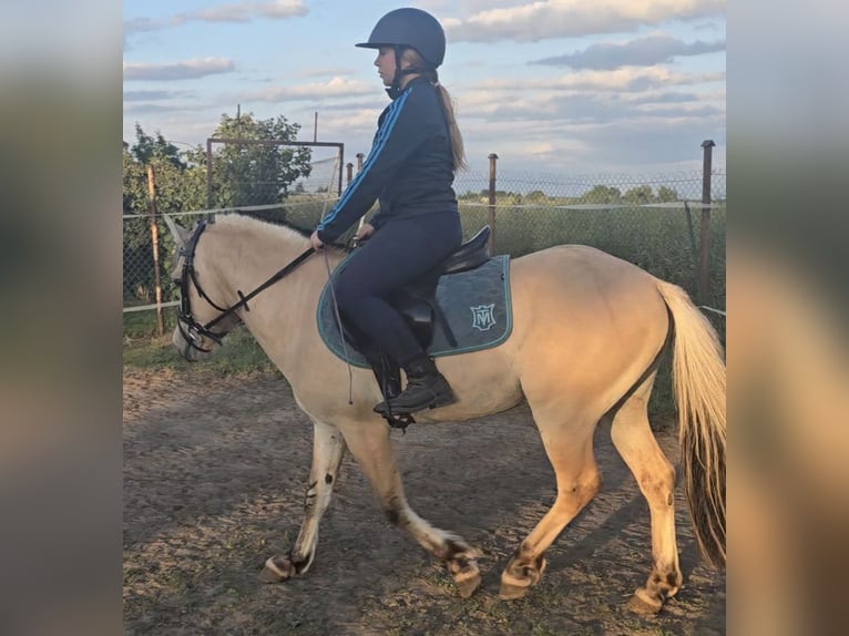Koń fiordzki Wałach 3 lat 133 cm Bułana in Z&#x142;otk&#xF3;w