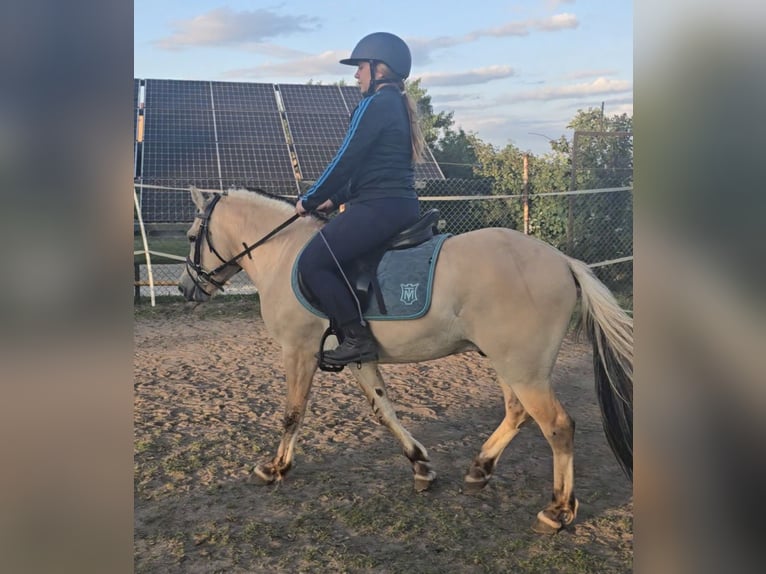 Koń fiordzki Wałach 3 lat 133 cm Bułana in Z&#x142;otk&#xF3;w