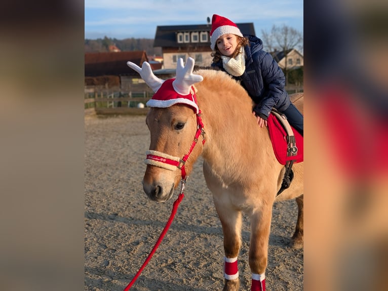 Koń fiordzki Wałach 3 lat 141 cm Bułana in Kressbronn am Bodensee