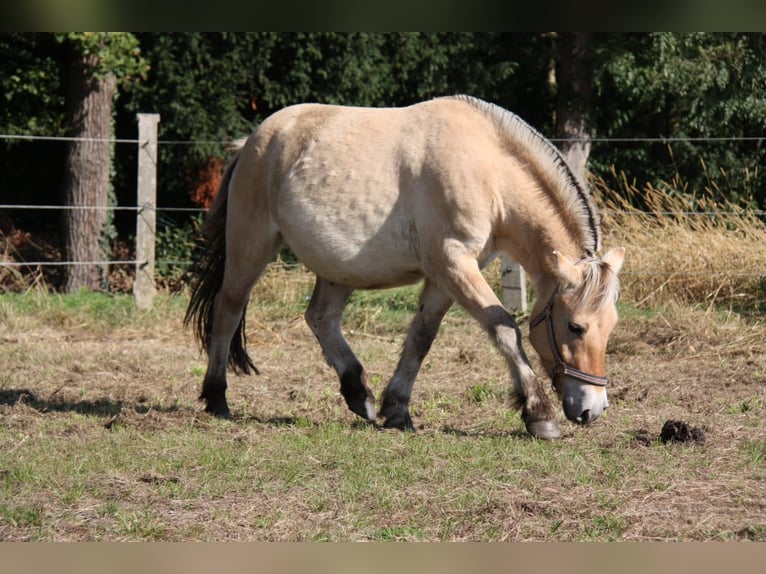 Koń fiordzki Wałach 3 lat 141 cm Bułana in Celle