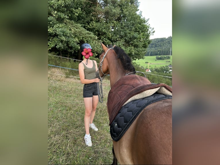 Koń fiordzki Mix Wałach 3 lat 141 cm Gniada in Altenbuch