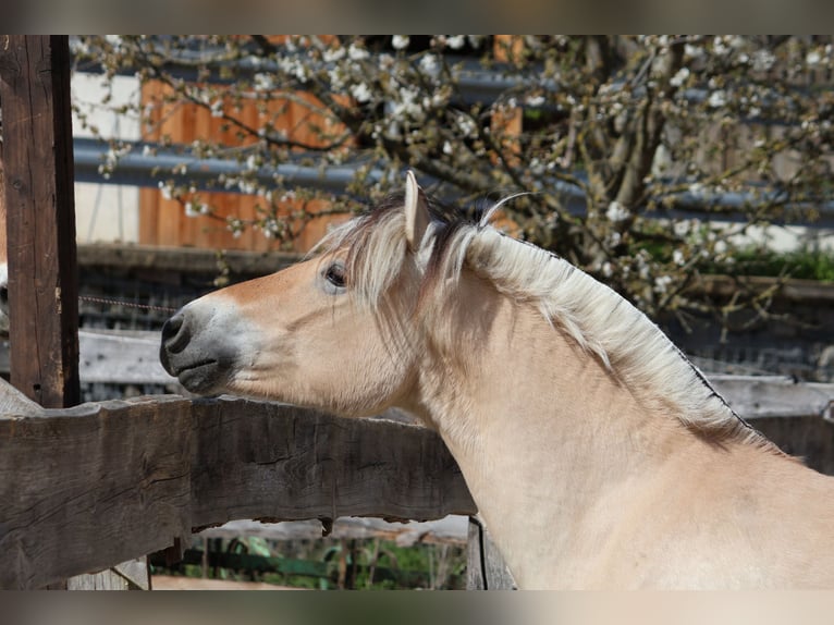 Koń fiordzki Wałach 3 lat 142 cm Bułana in Lautertal