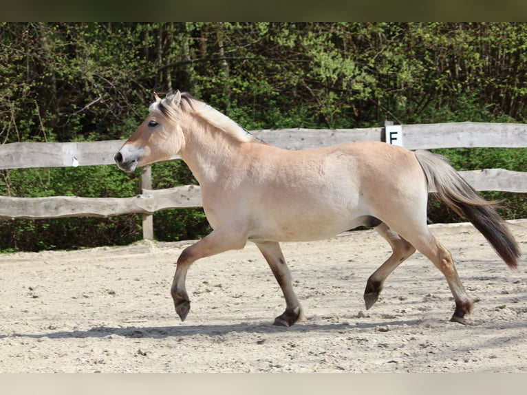 Koń fiordzki Wałach 3 lat 142 cm Bułana in Lautertal