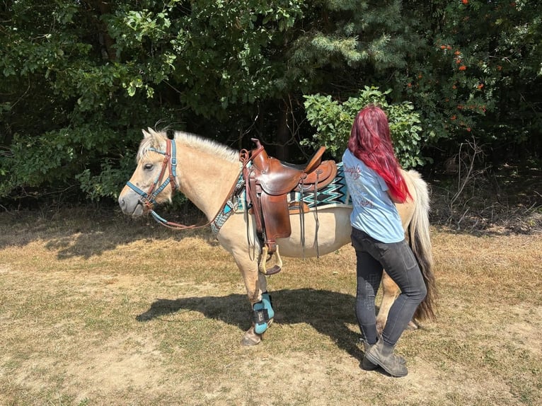 Koń fiordzki Wałach 3 lat 142 cm Bułana in Linkenbach