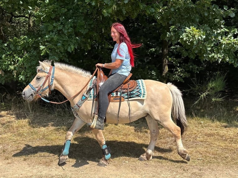 Koń fiordzki Wałach 3 lat 142 cm Bułana in Linkenbach