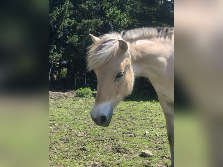 Koń fiordzki Wałach 3 lat 145 cm Bułana in Wernberg
