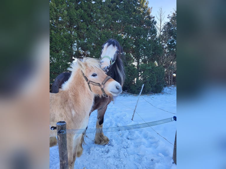 Koń fiordzki Wałach 3 lat 145 cm Bułana in Schinveld Koń fiordzki Wałach 3 lat 145 cm Bułana in Schinveld