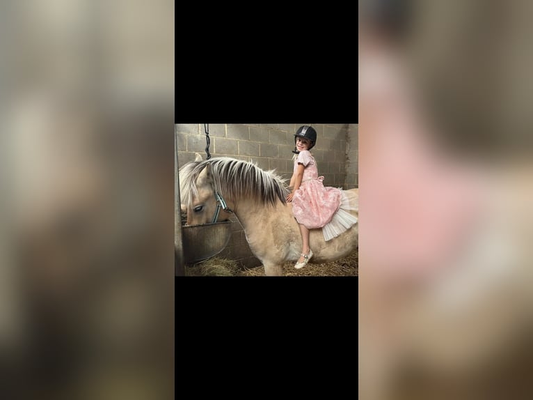 Koń fiordzki Wałach 3 lat 145 cm Bułana in Schinveld Koń fiordzki Wałach 3 lat 145 cm Bułana in Schinveld