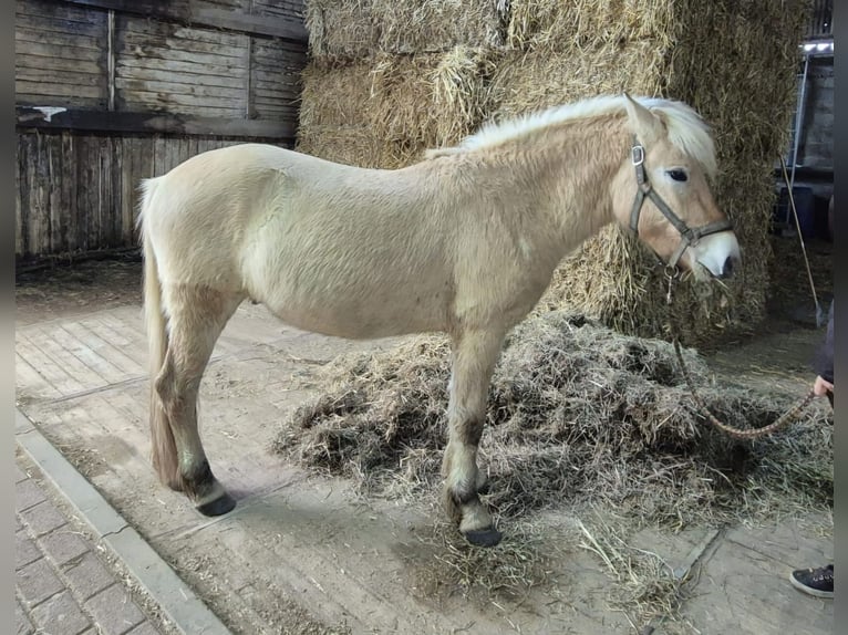 Koń fiordzki Wałach 3 lat 145 cm Bułana in Schinveld Koń fiordzki Wałach 3 lat 145 cm Bułana in Schinveld