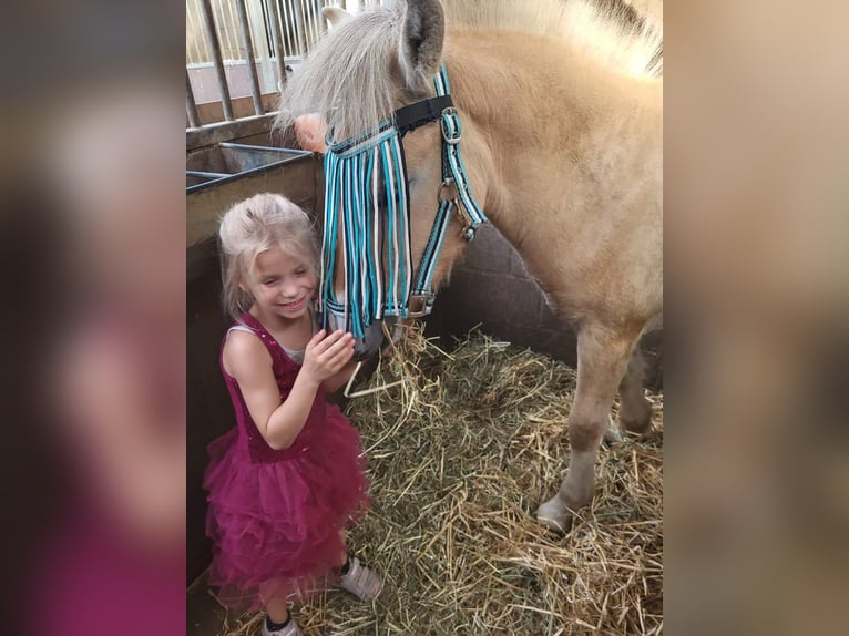Koń fiordzki Wałach 3 lat 145 cm Bułana in Schinveld Koń fiordzki Wałach 3 lat 145 cm Bułana in Schinveld