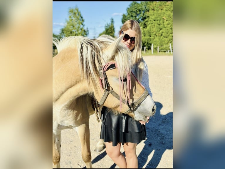 Koń fiordzki Wałach 3 lat 145 cm Bułana in Schinveld Koń fiordzki Wałach 3 lat 145 cm Bułana in Schinveld