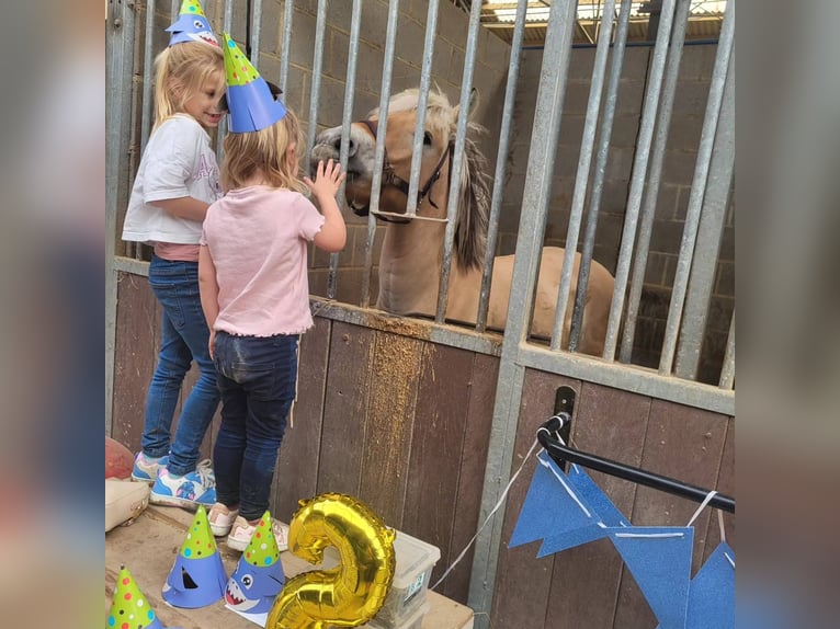 Koń fiordzki Wałach 3 lat 145 cm Bułana in Schinveld Koń fiordzki Wałach 3 lat 145 cm Bułana in Schinveld