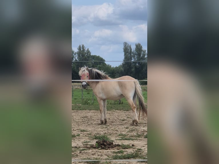 Koń fiordzki Wałach 3 lat 145 cm Bułana in Schinveld Koń fiordzki Wałach 3 lat 145 cm Bułana in Schinveld