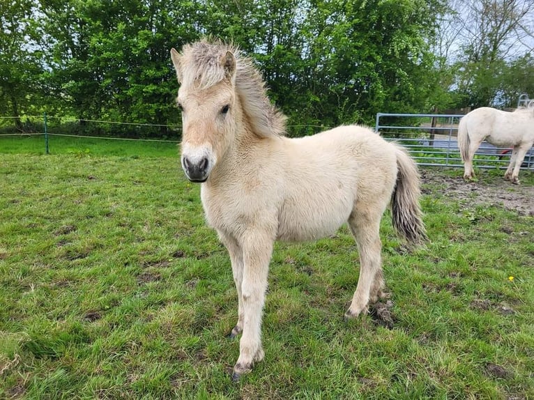 Koń fiordzki Wałach 3 lat 145 cm  in Sommelsdijk