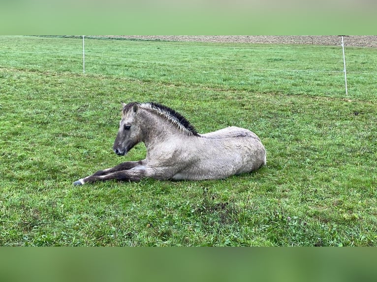 Koń fiordzki Wałach 3 lat 147 cm Bułana in D&#xF6;llen