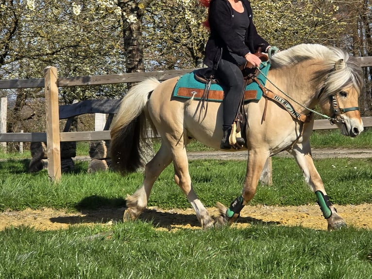 Koń fiordzki Wałach 3 lat 148 cm Bułana in Linkenbach
