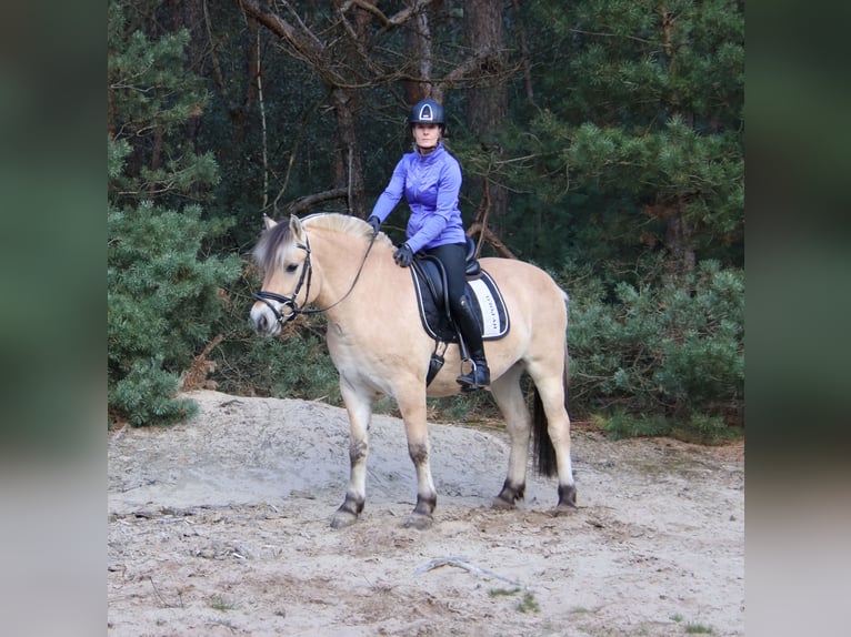 Koń fiordzki Wałach 3 lat 149 cm  in Beek en Donk